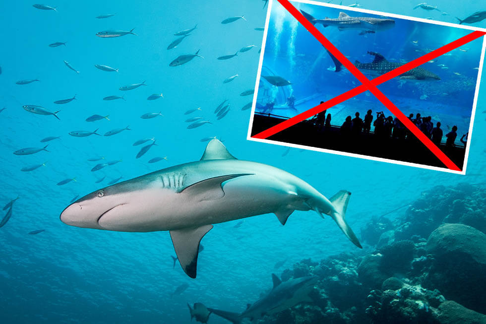 Erfolg: Haigefängnis Shark City wird doch nicht gebaut