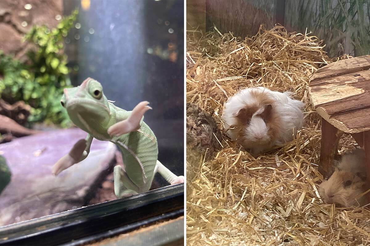 PETA und „Bild der Frau“ decken Tierleid im Zoohandel auf