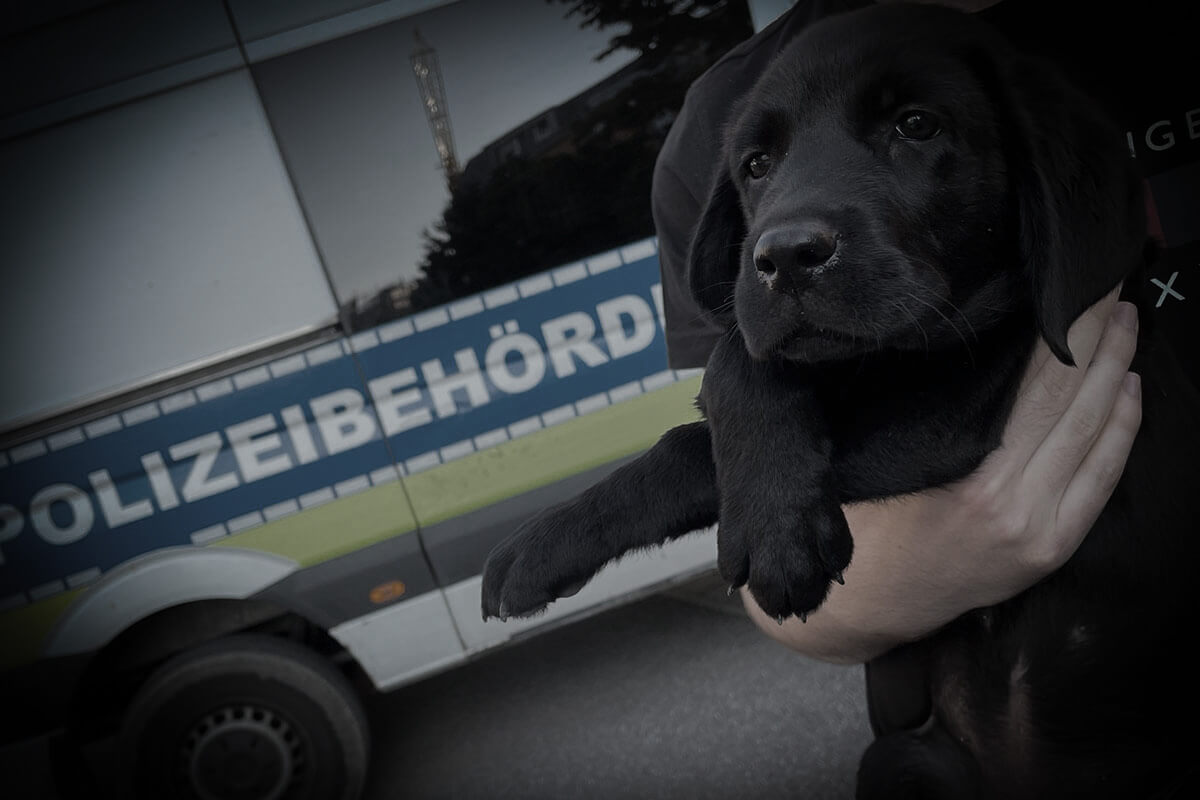 Hund wird vor einem Polizeiauto gehalten