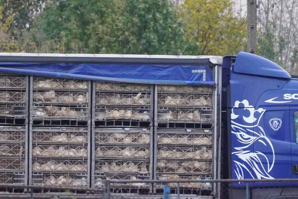 LKW mit gestapelten Kaesten voller Gaense.