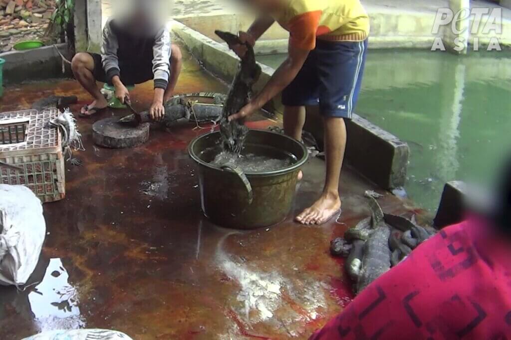 Personen koepfen Warane und tunken Sie in einen Eimer mit Wasser