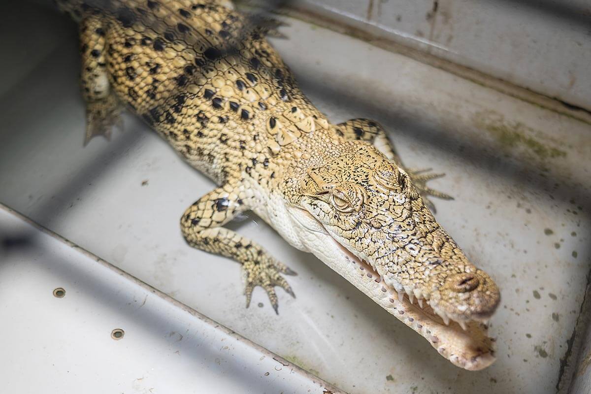 Das Tierleid bei Hermès für Exotenleder beenden – helfen Sie jetzt!