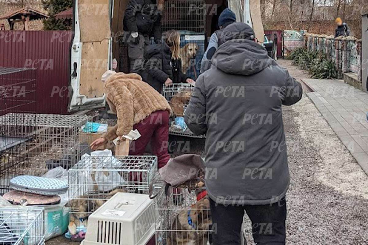 Personen verladen Transportboxen mit Tieren