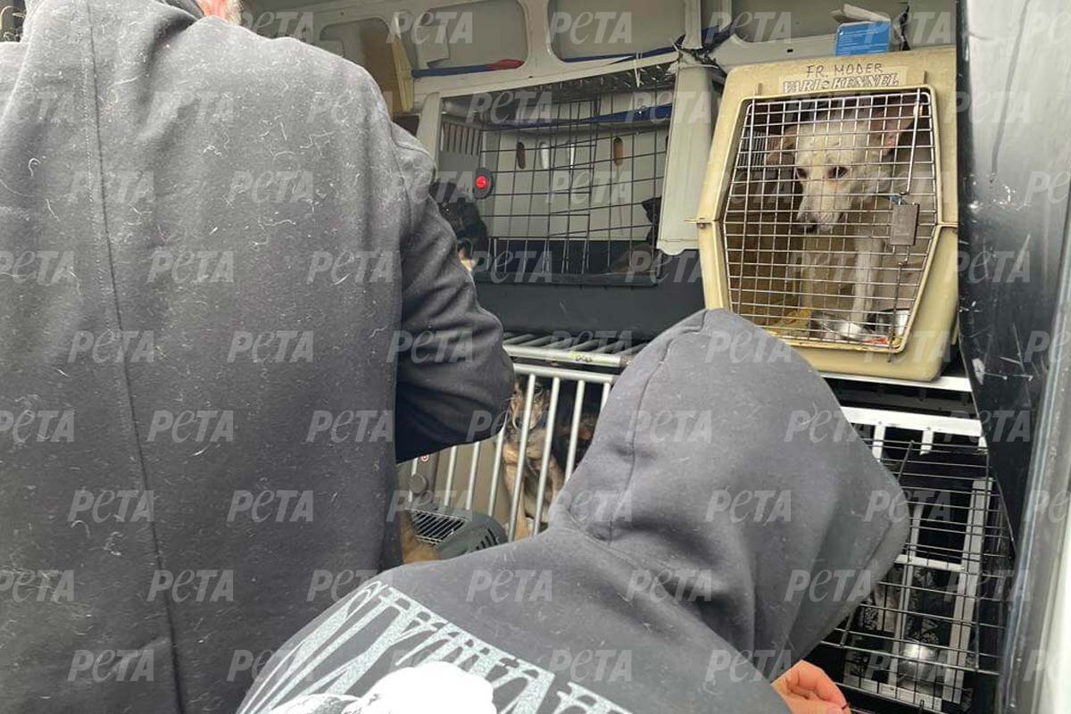 Personen verladen Hunde in Transportboxen