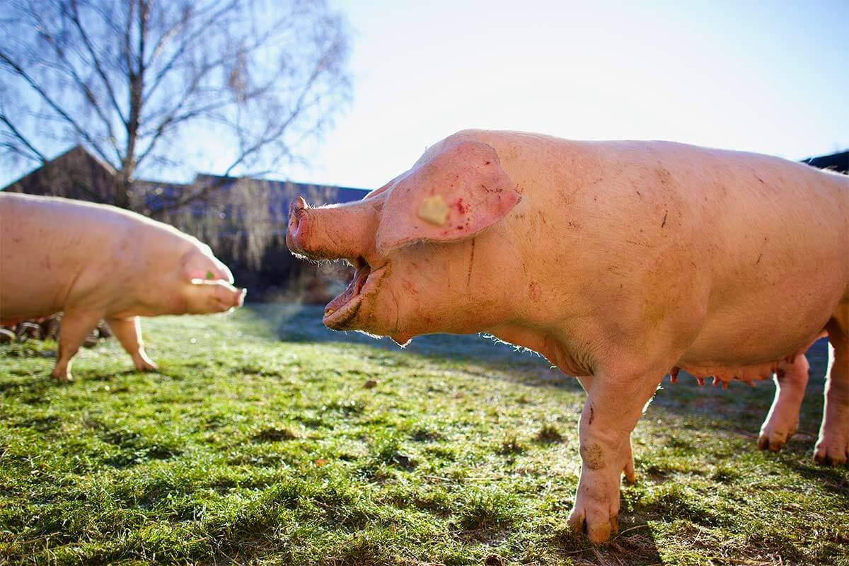 Schweine auf der Wiese