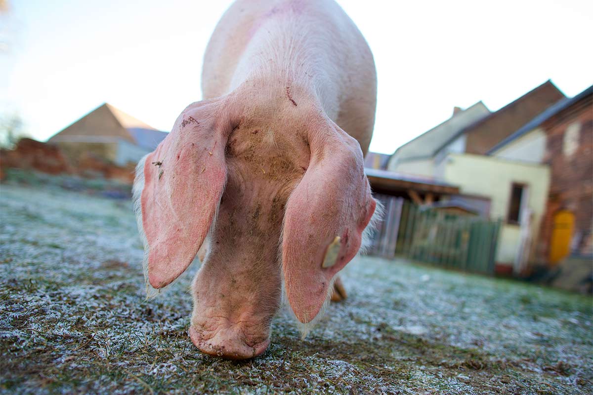 Gerettetes Schwein Helga