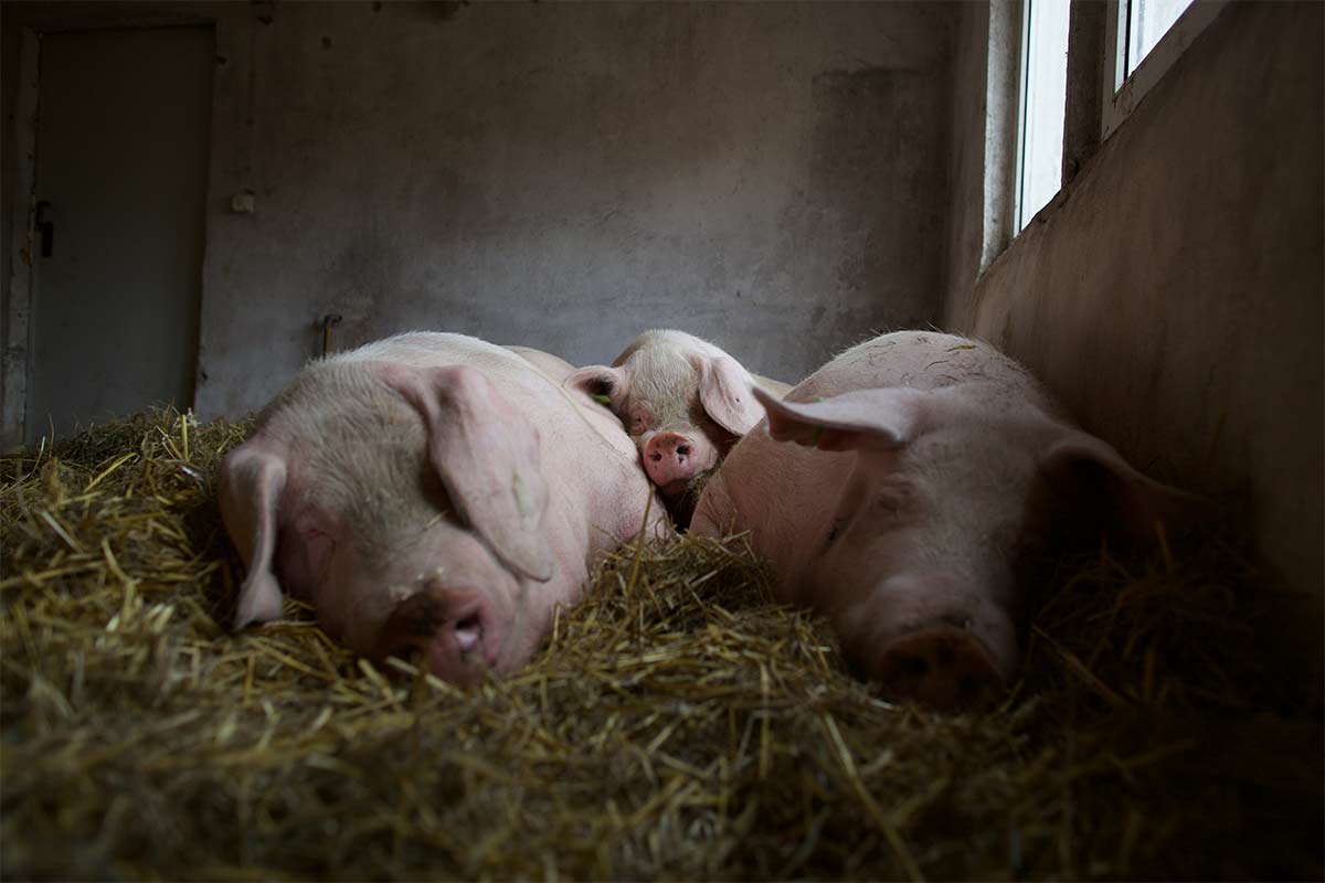 Schweine liegen im Stroh