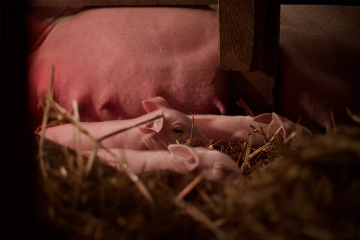 Ferkel im Stroh