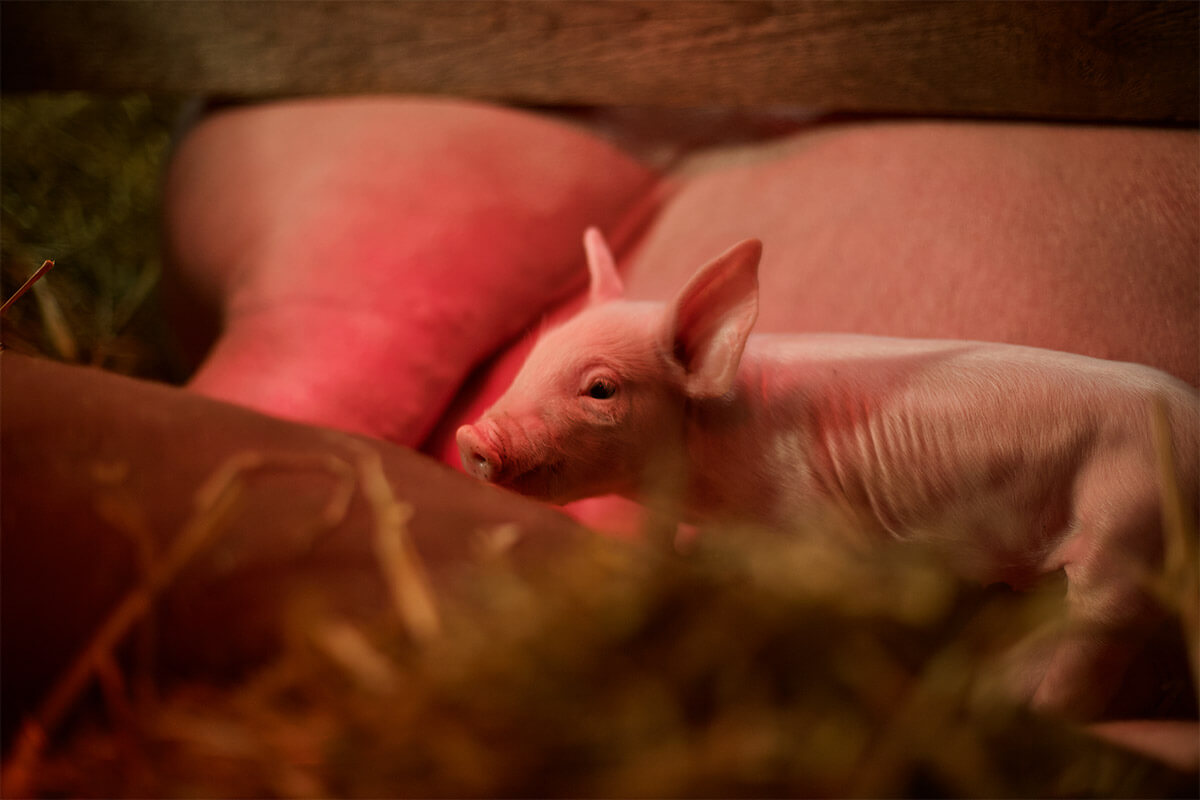 Ferkel im Stroh