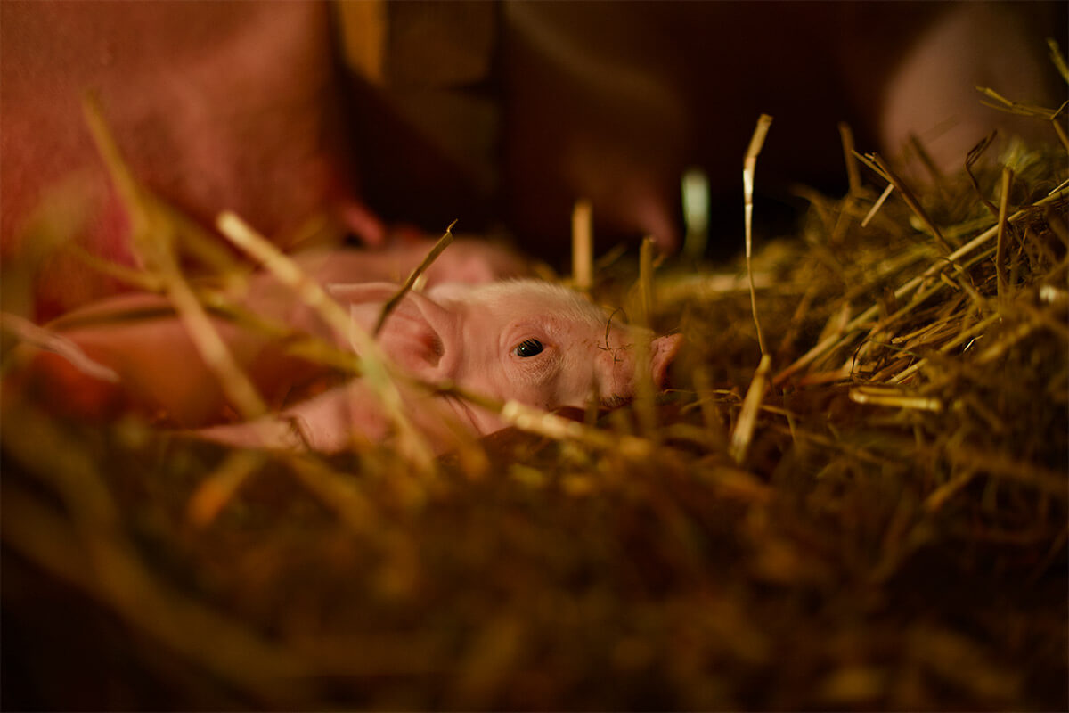 Ferkel im Stroh