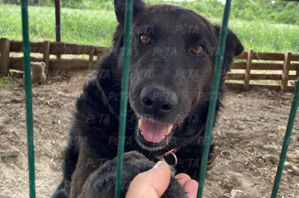 Geretteter Hund aus der Ukraine haelt Hand