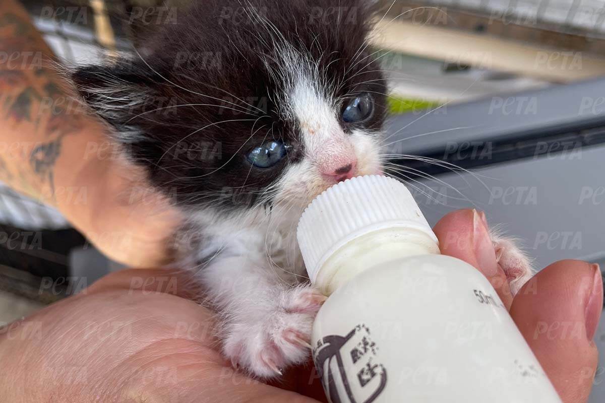 Gerettete Katze wird mit Flasche gefuettert