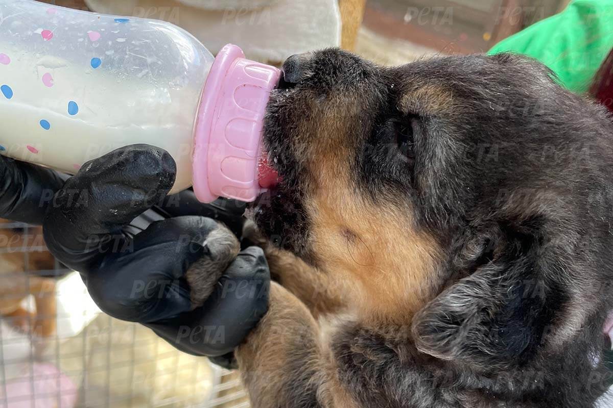 Hundewelpe wird mit der Flasche gefuettert