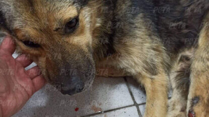 Geretteter Hund aus der Ukraine