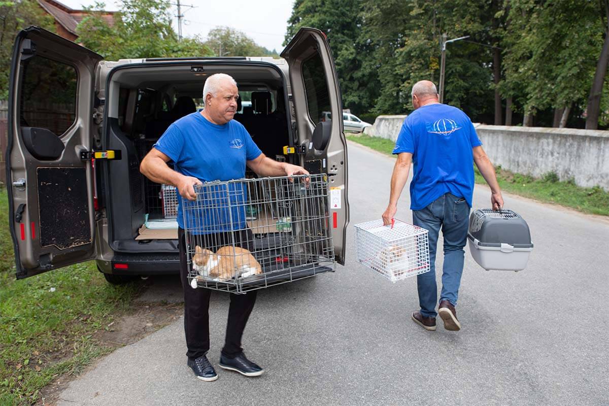 Personen transportieren Katzen ab