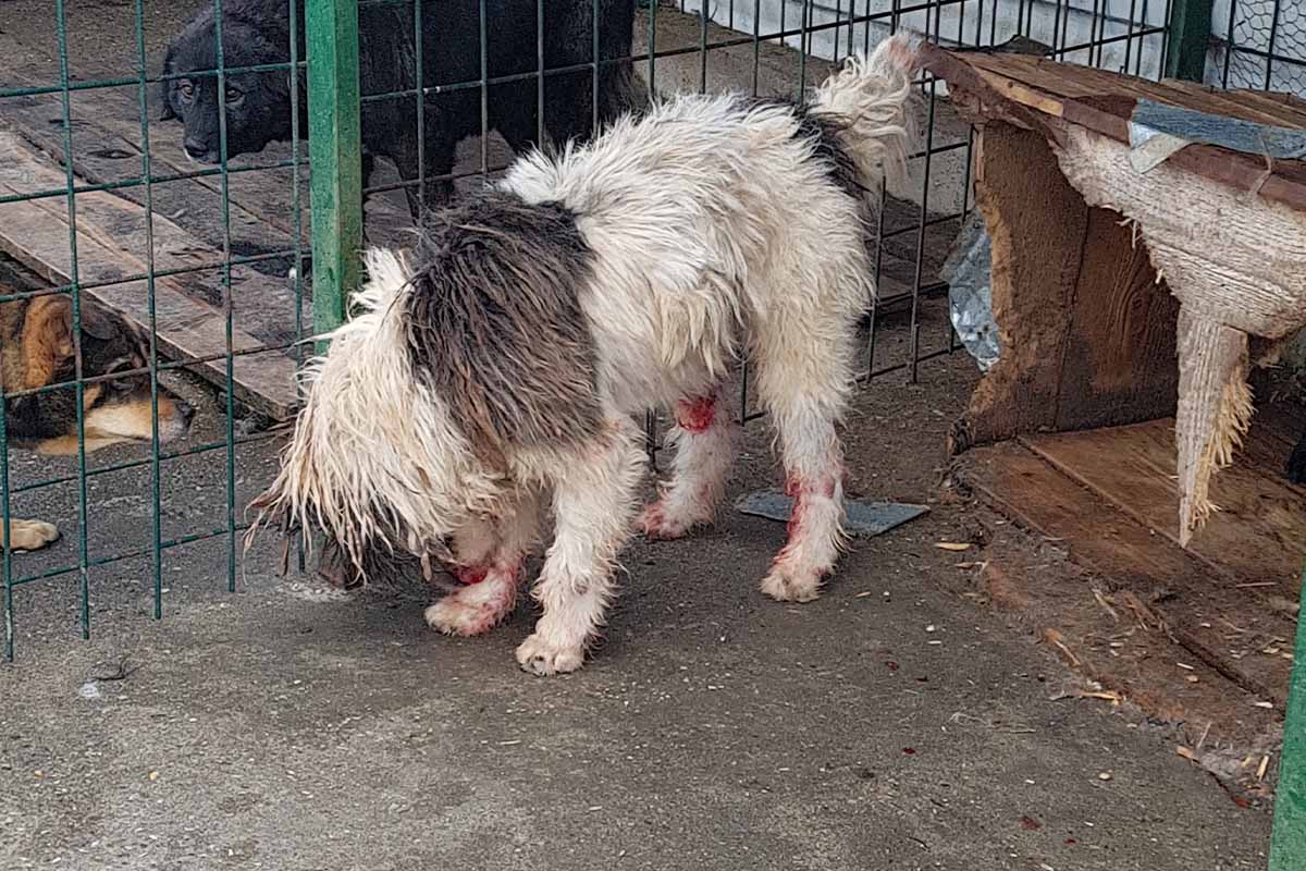 Hund im Tierheim Rumaenien