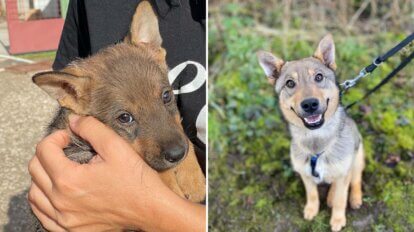 Collage. Links brauner Hund Boni im Arm einer PETA Mitarbeiterin. Rechts Hund Boni an der Leine sitzend im Gras.