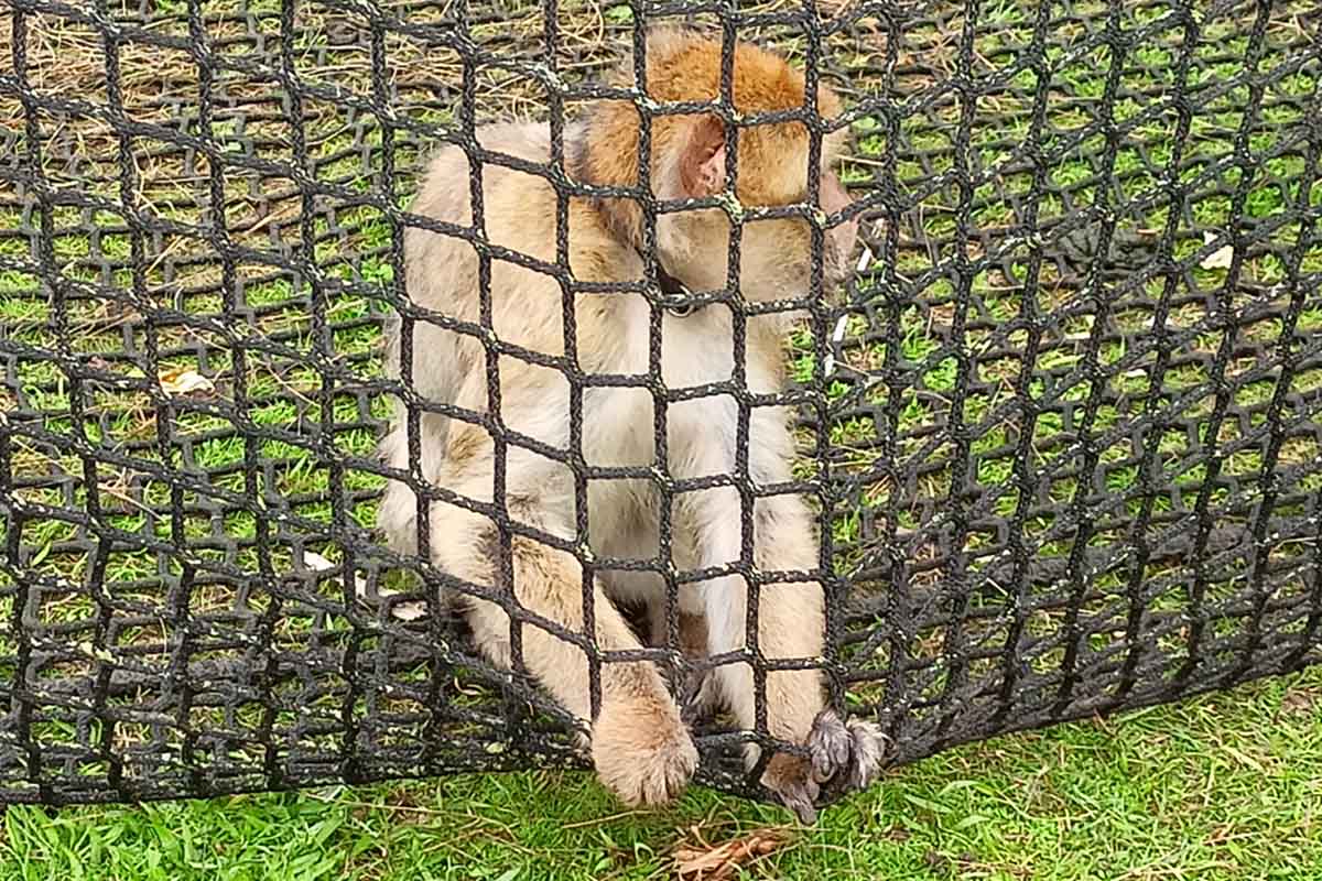 Circus Barus – Chronik der Tierschutzverstöße und weitere Vorfälle