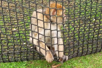 Affe hinter einem Zaun im Circus Barus.