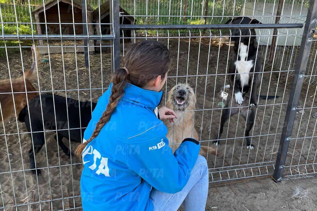 PETA Mitarbeiterin streichelt gerettete Hunde