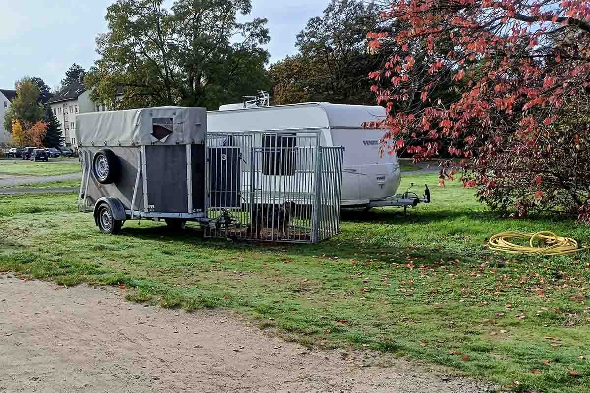 hund im käfig