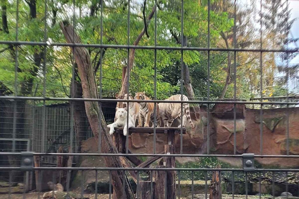 Rote und weisse Tiger sitzen auf einem erhoehten Steg im Gehege im Tierpark Nadermann