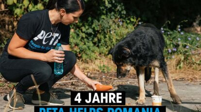 PETA helps Romania Mitarbeiterin fuettert Hund