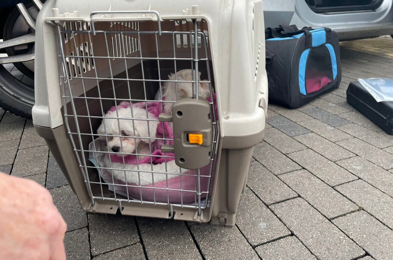 Welpen in einer Hundebox