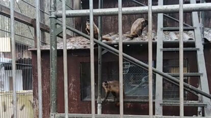 Affengehege vom Tierpark Donnersberg Rockenhausen