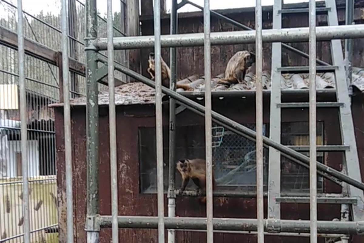 Affengehege vom Tierpark Donnersberg Rockenhausen