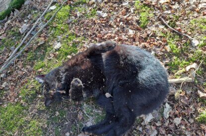 Tote Katze von Schlagfalle getoetet