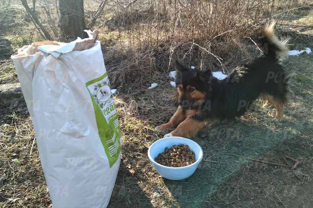 Hund liegt neben einem vollen Essensnapf