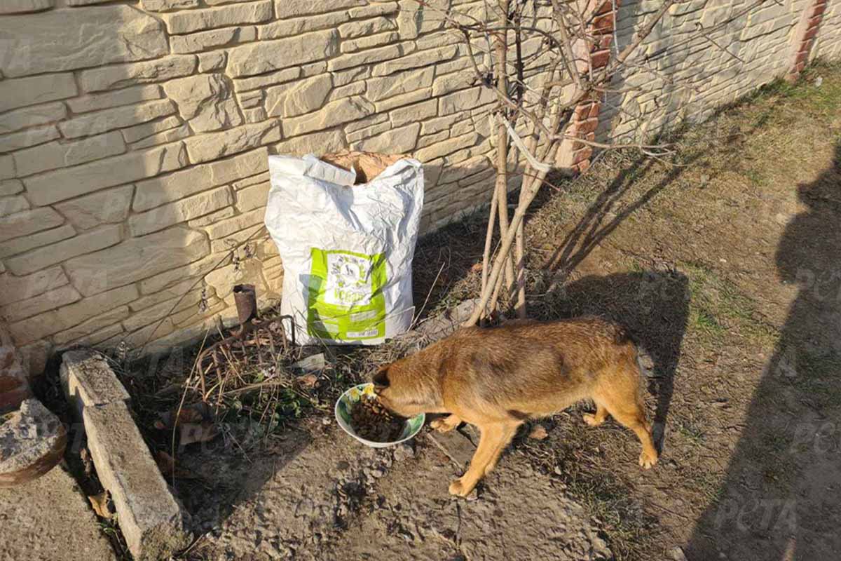 Hund isst aus einem Napf