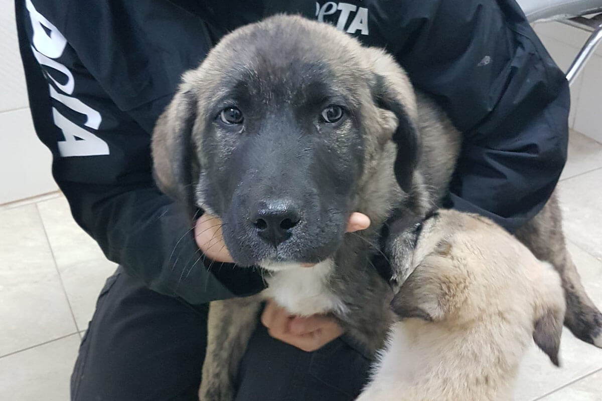 Geretteter Hund Bear aus der Tuerkei