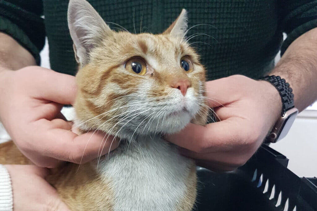 Orange-weisser Kater Kirk wird am Hals untersicht mit den Haenden.