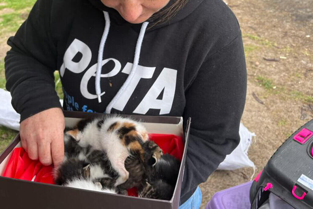 Gerettete Katzenbabys in Adana Türkei