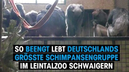 Bild mit Text. Schimpansen sitzen vor einem Fenster im engen Gehege im Leintalzoo.