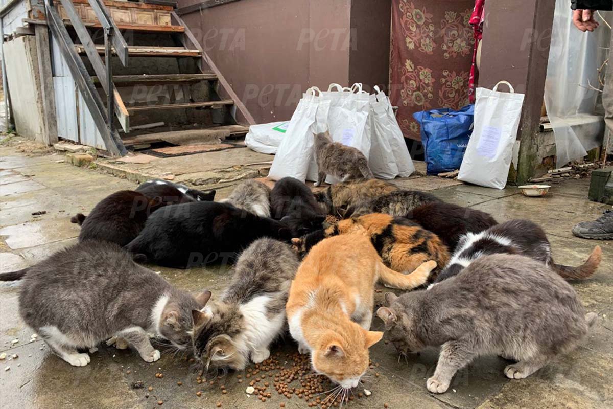 Viele Babykatzen kuscheln miteinander