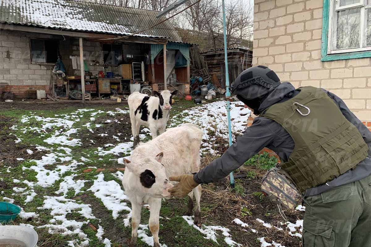 Kälber stehen auf einer von Schnee bedeckten Wiese und ein Mensch in Uniform streichelt eins