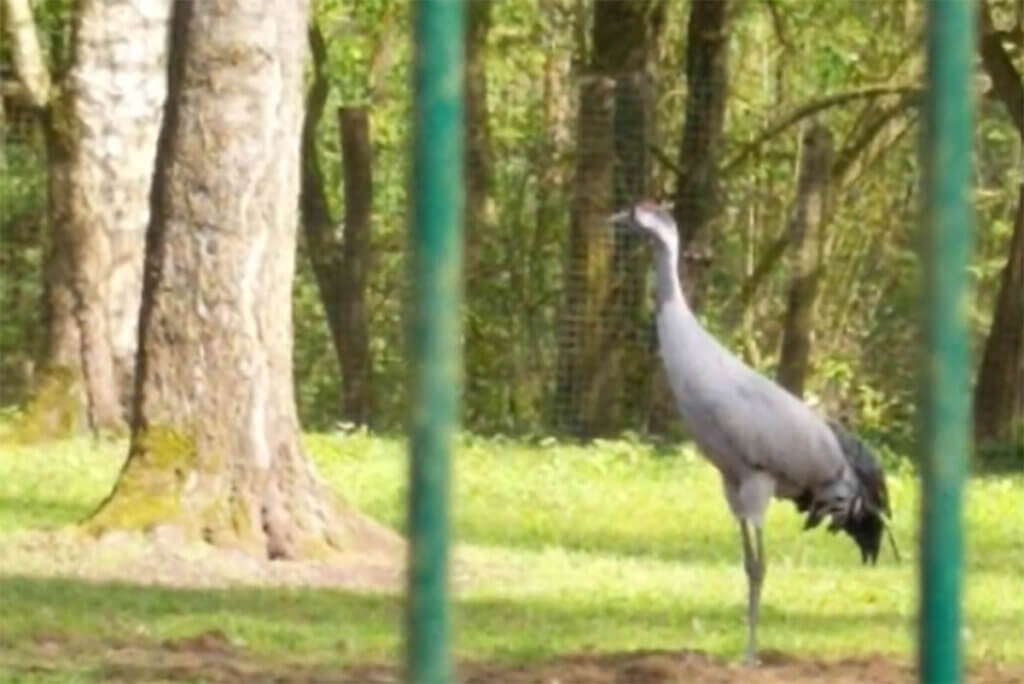 Vogel hinter Gittern