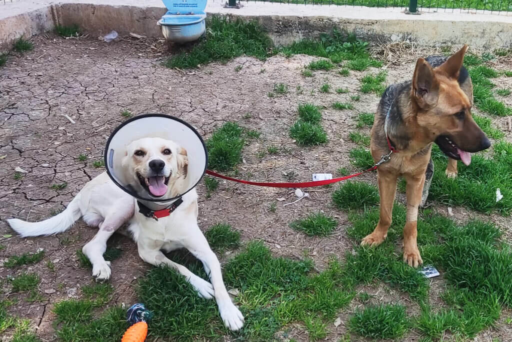 Zwei Hunde Tarkan und Judy