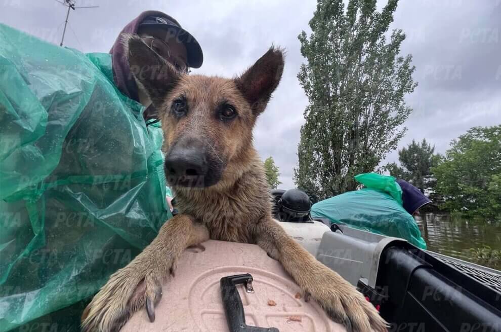 Hund sitzt auf einem Rettungsboot und schaut in die Kamera, hinter ihm sitzt eine Helfende Person.