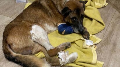 Brauner Hund Hamlet liegt mit Verband am Fuss auf einer gelben Decke.