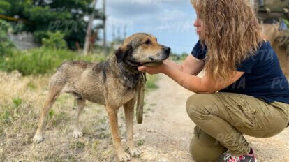 Frau streichelt einen Hund