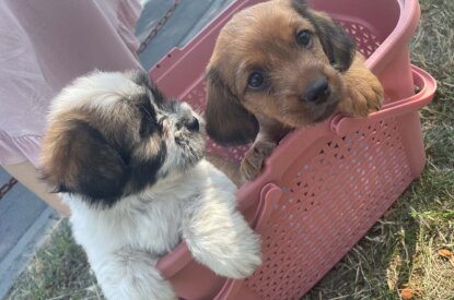 Zwei Hundewelpen sitzen in einem rosa Korb.