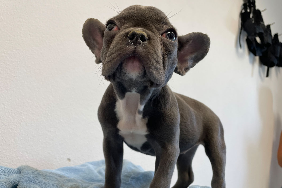 Eine franzoesische Bulldogge.