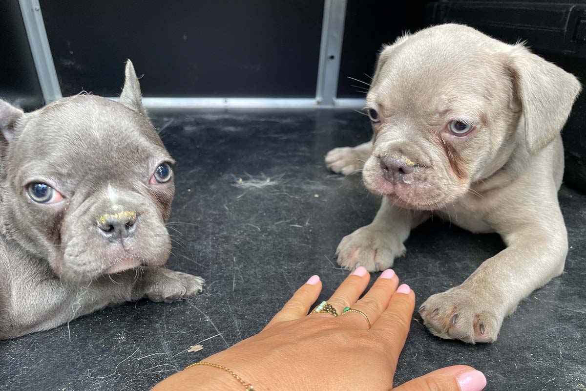 Zwei Hundewelpen sitzen auf schwarzem Boden.