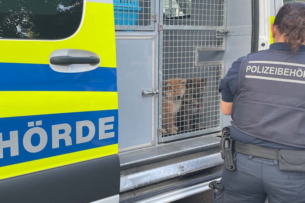 Eine Polizistin steht vor einem Wagen, in dem zwei Hunde in einem abgesperrten Bereich sitzen.