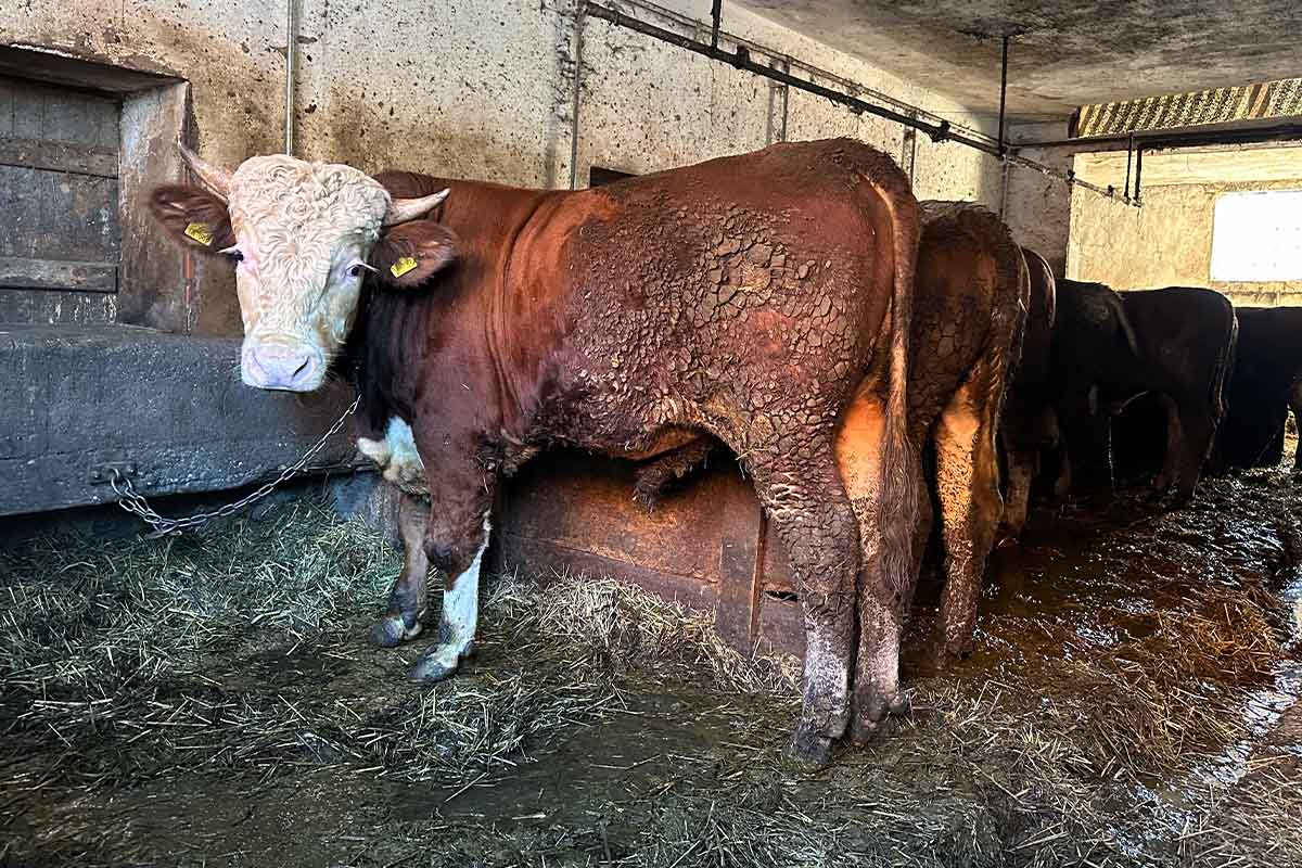 Kuehe stehen angekettet in Anbindehaltung in einem Stall.