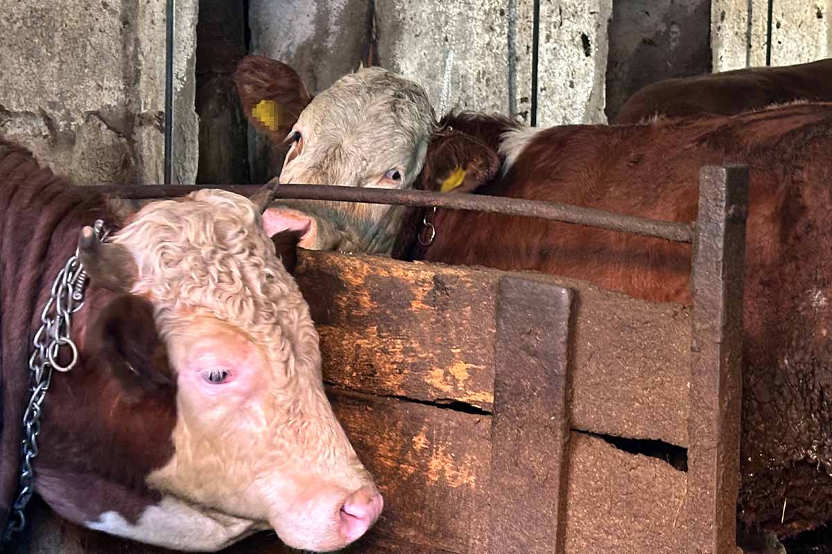 Kuehe stehen angekettet in Anbindehaltung in einem Stall.